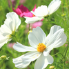 How to Grow Pure White Cosmos from Seed (Complete Growing Guide)