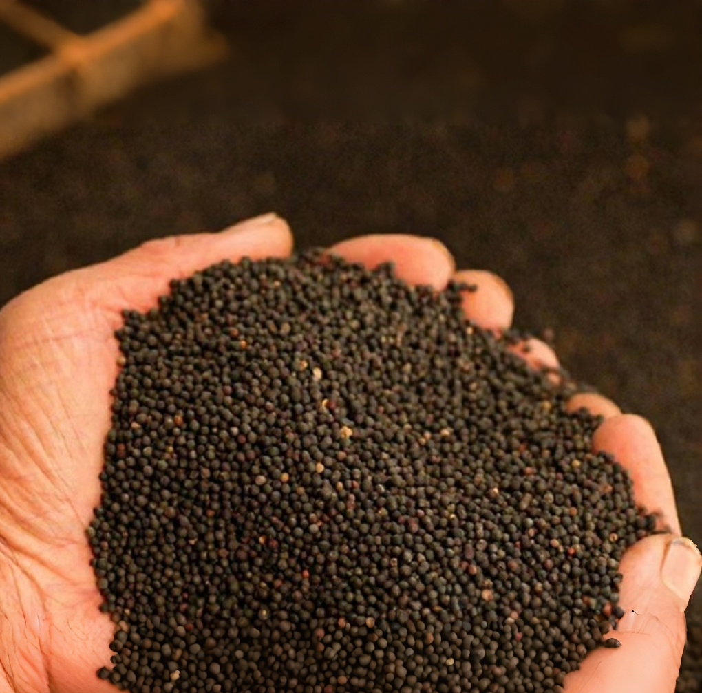 High-Yield Rapeseed Seeds – Cold & Drought Resistant | Fast-Growing Oilseed Plant