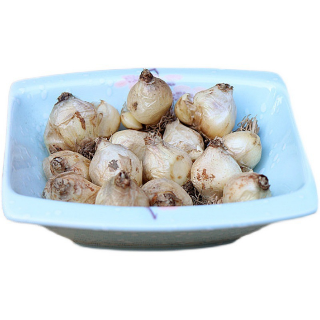 Blue Blossom Grape Hyacinth Bulb – Imported Perennial Indoor & Outdoor Flower | Hardy All-Season Bloom