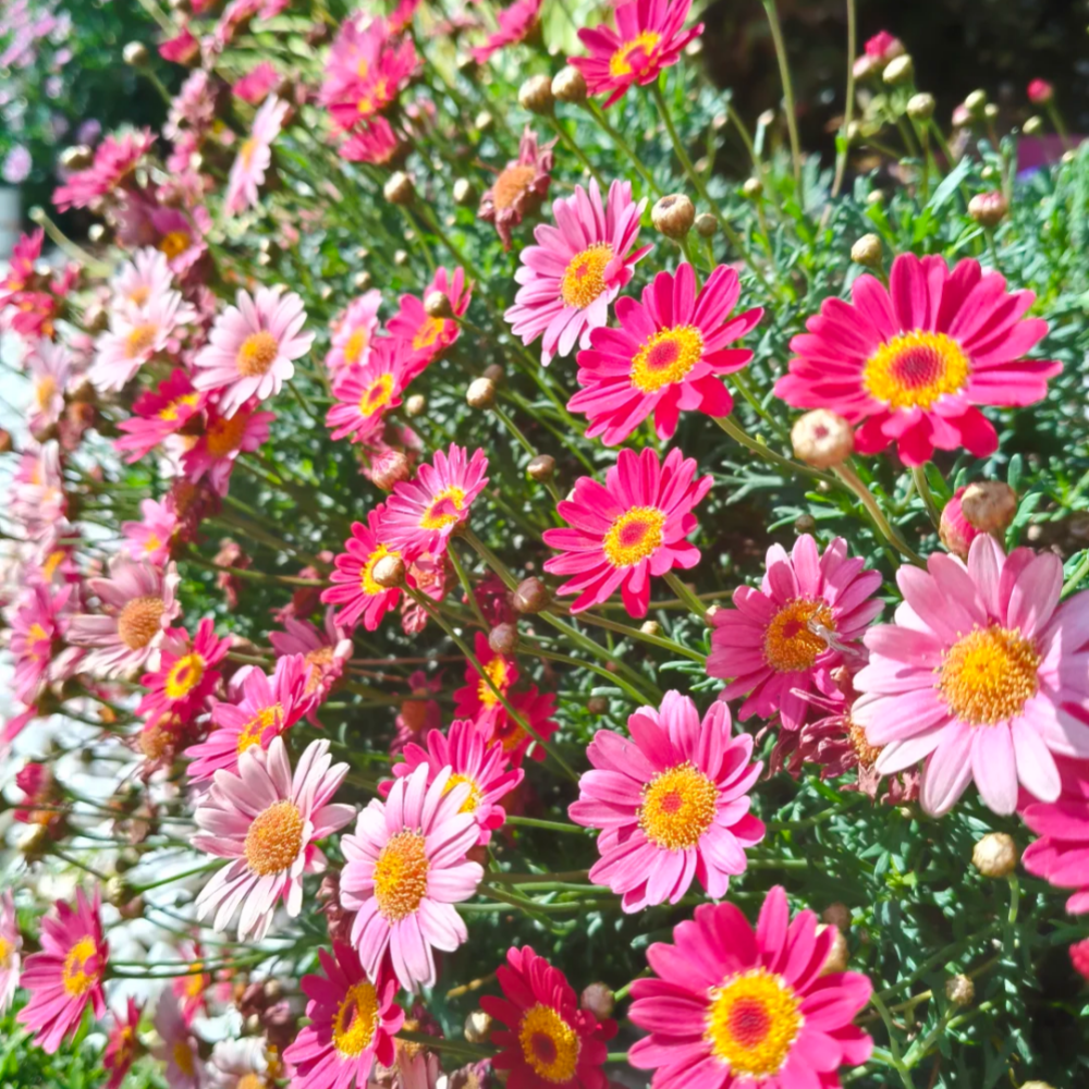 A Kind Stranger From Afar