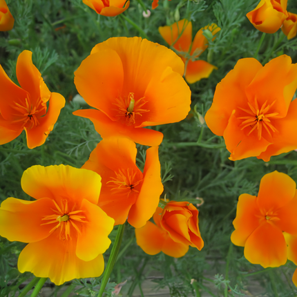 Eschscholzia Californica 'Red' Poppy Seeds