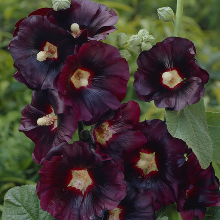 Alcea Rosea 'Dark Purple' Ornamental Seeds