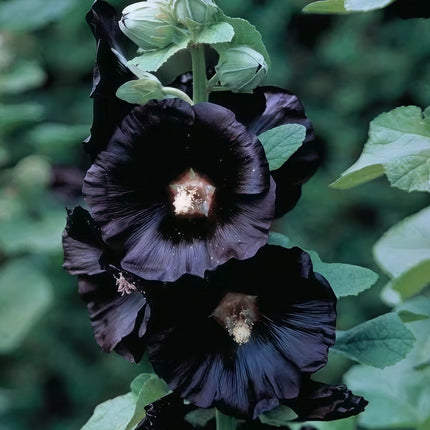 Alcea Rosea 'Dark Purple' Ornamental Seeds