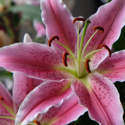 Lilium 'Perfume' Sprouted Fragrant Bulbs