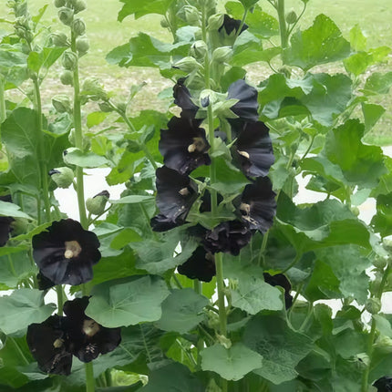 Alcea Rosea 'Dark Purple' Ornamental Seeds