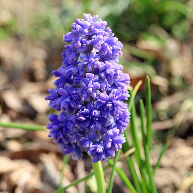 Muscari 'Chuanghuan' Imported Perennial Bulbs