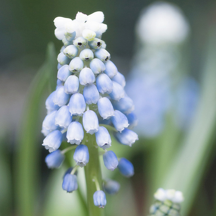 Muscari 'Mixed' Imported Perennial Bulbs