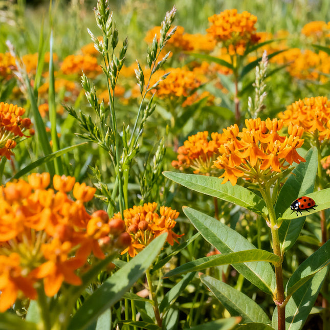 Asclepias Curassavica 'Orange' Butterfly Attraction Seeds