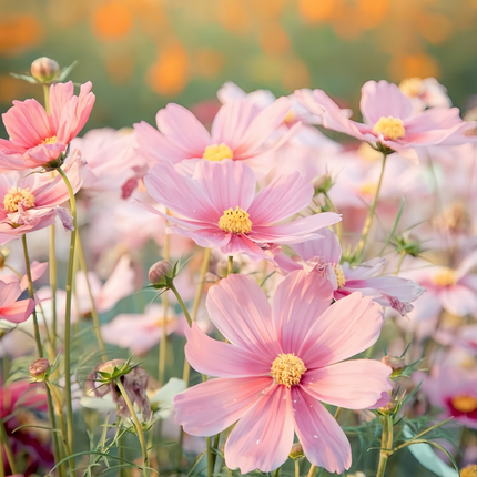 Cosmos Bipinnatus 'Light Rose' Elegant Seeds