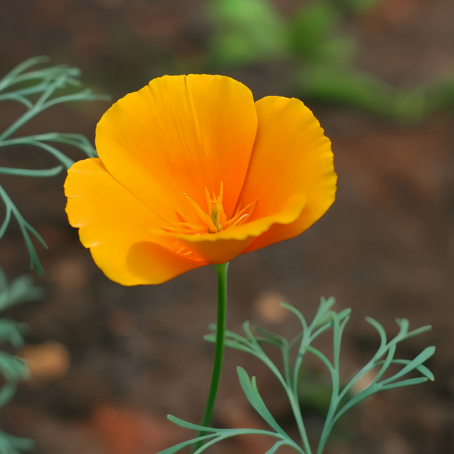 Eschscholzia Californica 'Red' Poppy Seeds
