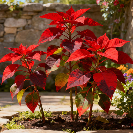 Amaranthus Tricolor 'Red' Ornamental Foliage Seeds