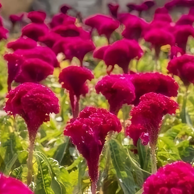 Classic Red Cockscomb Seeds - Celosia Cristata