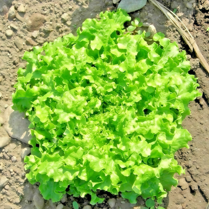 Lactuca sativa 'Green Leaf' Lettuce Seeds