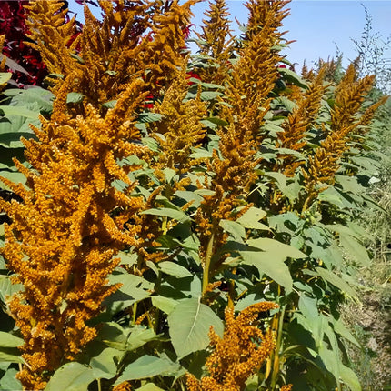 Amaranthus Caudatus 'Green Leaf Yellow Flower' Cascading Seeds