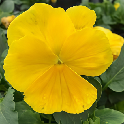 Viola Cornuta 'Pure Yellow' Sunshine Viola Seeds