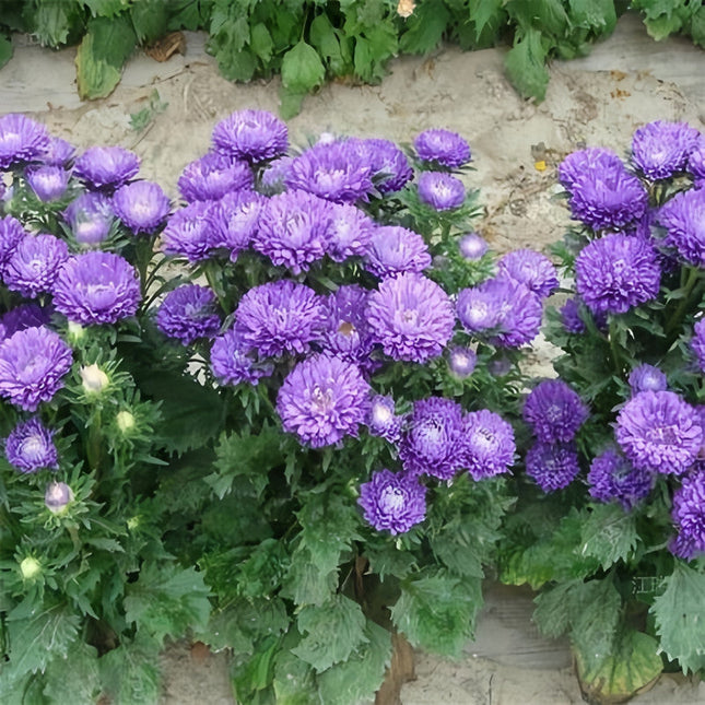Callistephus Chinensis 'Blue' Annual Aster Seeds