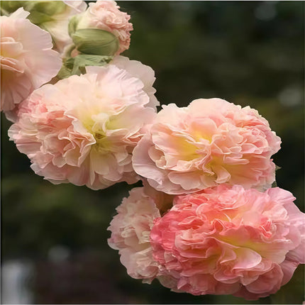 Alcea Rosea 'Pink' Garden Hollyhock Seeds