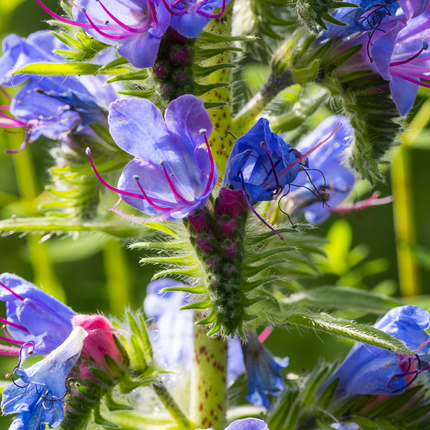 Echium Vulgare 'Blue' Wildflower Seeds