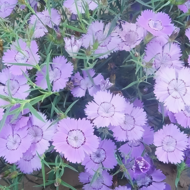 Dianthus 'Blue' Ornamental Seeds