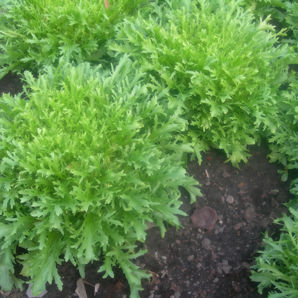 Sonchus asper 'Yellow Streak' Prickly Sow-Thistle Seeds