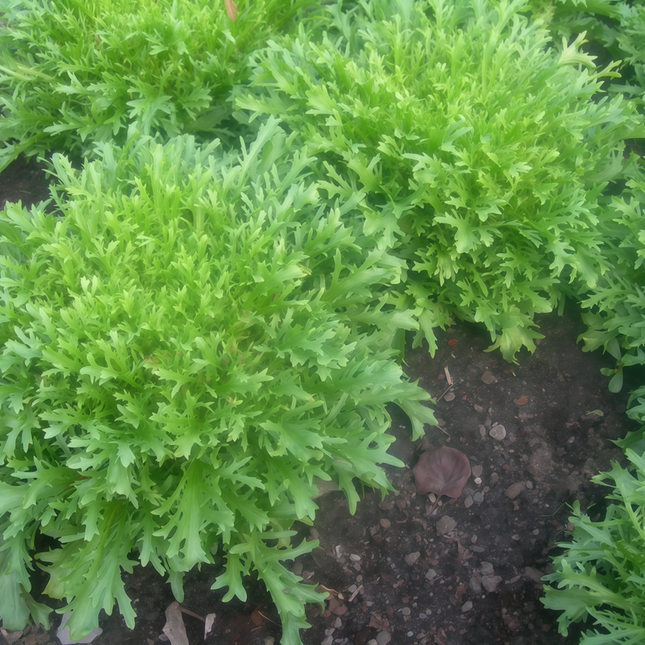 Sonchus asper 'Yellow Streak' Prickly Sow-Thistle Seeds