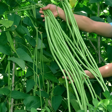 Vigna unguiculata 'Cowpea' Legume & Cover Crop Seeds