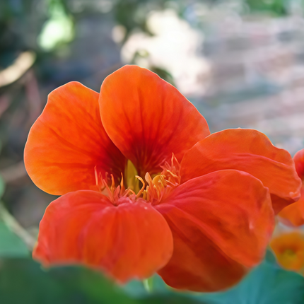 Tropaeolum Majus 'Orange' Garden Nasturtium Seeds
