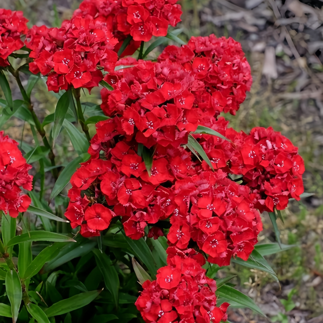 Dianthus 'Bright Red' Ornamental Seeds
