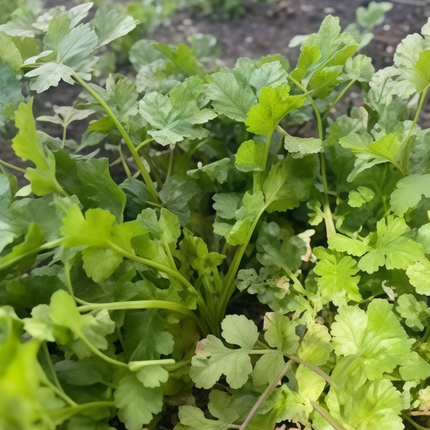 Coriandrum sativum 'Leaf & Flower' Cilantro Herb Seeds