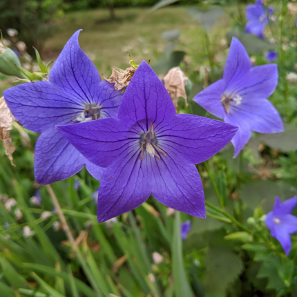 Platycodon grandiflorus 'Balloon Flower' Medicinal Root Seeds