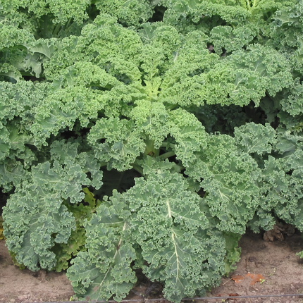 Brassica oleracea var. acephala 'Ornamental Kale' Seeds