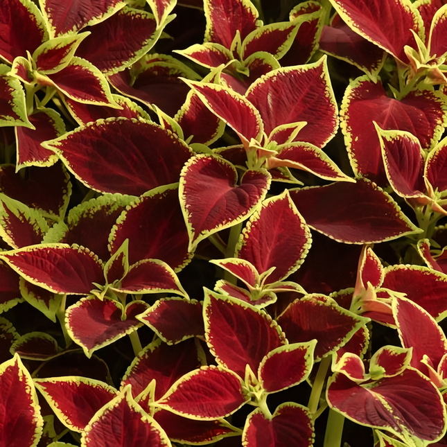 Coleus Scutellarioides 'Red Gold' Variegated Seeds