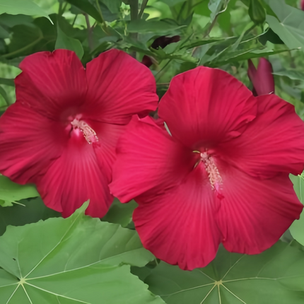 Abelmoschus Moschatus 'Dark Rose' Red Bloom Seeds