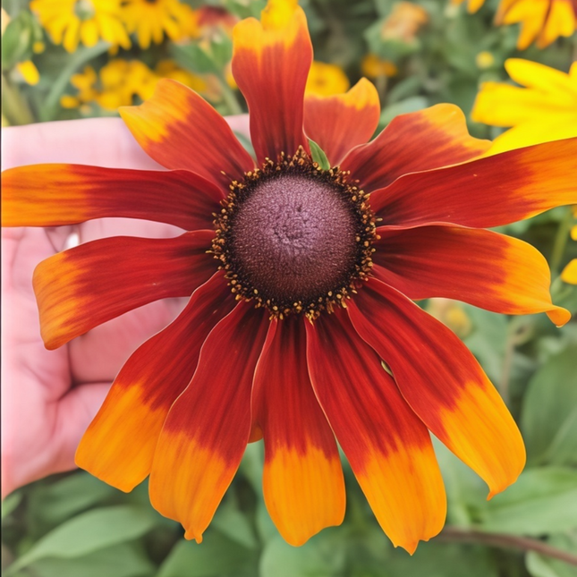 Rudbeckia Hirta 'Mix Single' Coneflower Blend Seeds