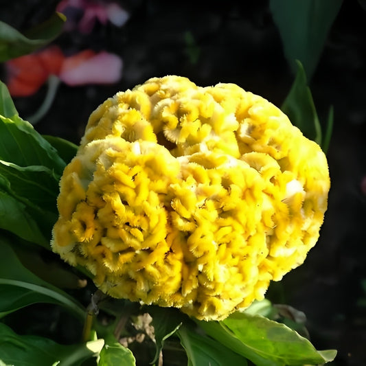 Soft Yellow Cockscomb Seeds - Celosia Cristata