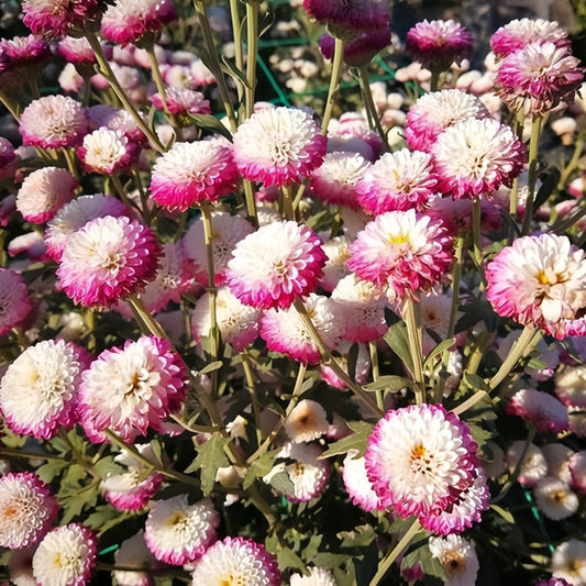 Sunset Medley Aster Seeds— Callistephus Chinensis Mix