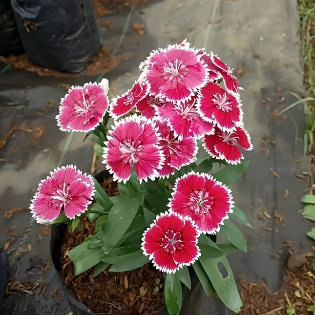 Dianthus 'Mixed' Ornamental Seeds