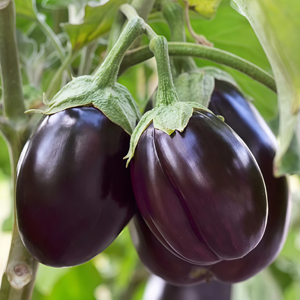 Solanum melongena 'Purple Fat' Oval Eggplant Seeds