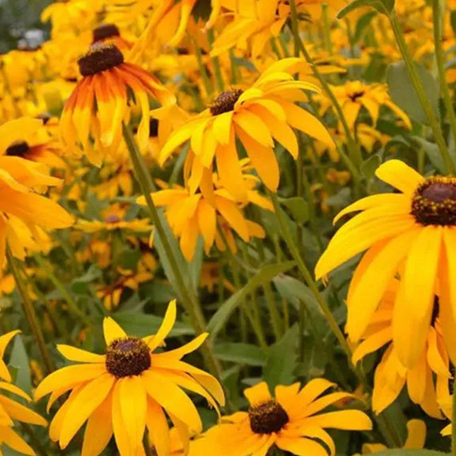 Rudbeckia Hirta 'Mix' Coneflower Seeds