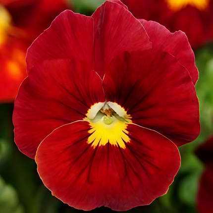Viola Cornuta 'Pure Red' Cardinal Red Viola Seeds