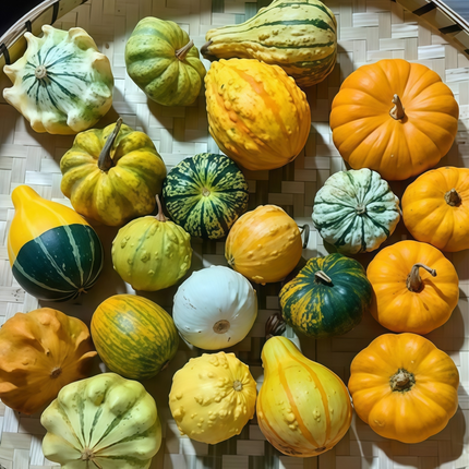 Cucurbita moschata 'Mix' Winter Squash Blend Seeds