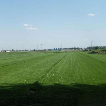 Festuca arundinacea 'Midnight' Tall Fescue Turf Seeds