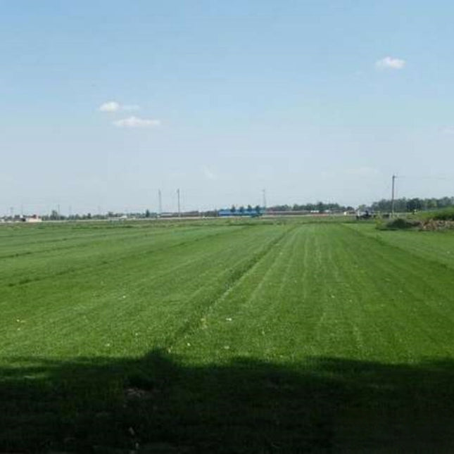 Festuca arundinacea 'Midnight' Tall Fescue Turf Seeds