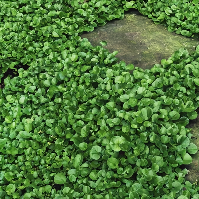 Dichondra repens 'Dichondra' Ground Cover Seeds