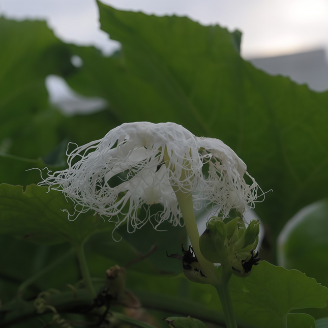 Capparis spinosa 'White' Caper Bush Seeds
