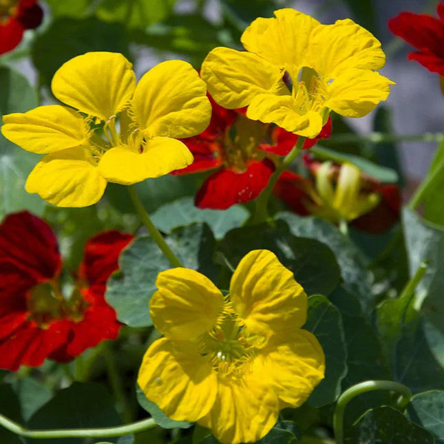 Tropaeolum Majus 'Beige' Nasturtium Seeds