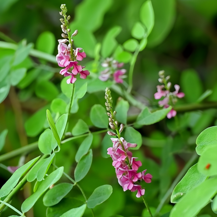 Indigofera pseudotinctoria 'Indigo' Dye Plant Seeds