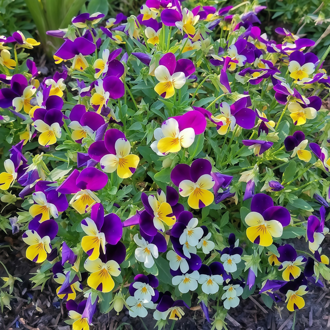 Viola Cornuta 'Lighthouse Series' Butterfly Viola Seeds