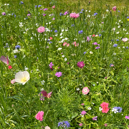 Spring Breeze Flower Combination Mix Seeds