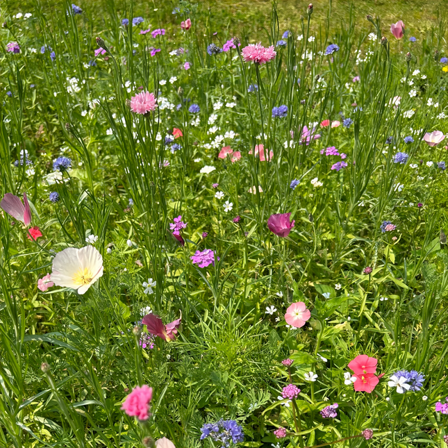 Spring Breeze Flower Combination Mix Seeds